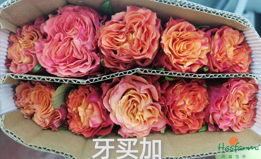 海盛玫瑰牙买加10支扎