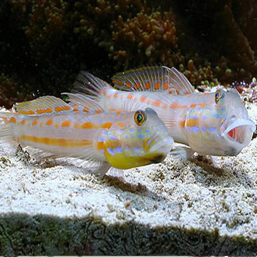 马代钻石哨兵 大鳞凡塘鳢 翻砂高手 商品图1