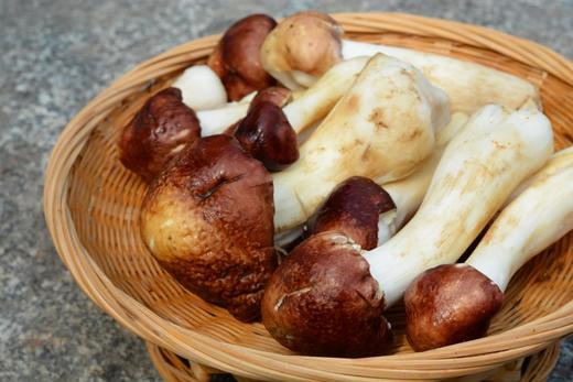 怎么吃都好吃的鲜采菌菇——褐松茸，野外环境生长，每日现采现发 商品图6