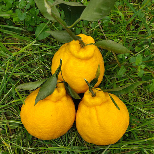 生态时令四川柠檬不知火柠檬的香气不知火的口感细嫩脆爽好吃不上火