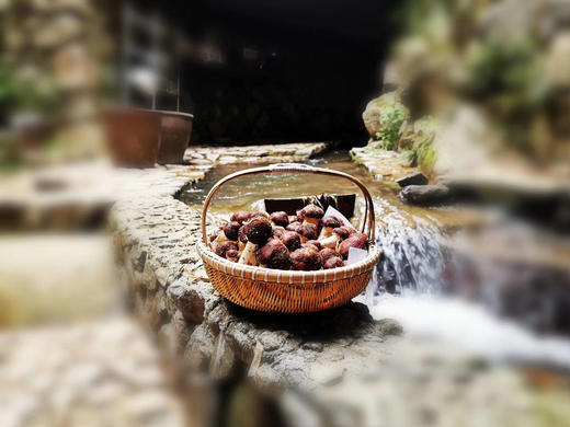 怎么吃都好吃的鲜采菌菇——褐松茸，野外环境生长，每日现采现发 商品图2