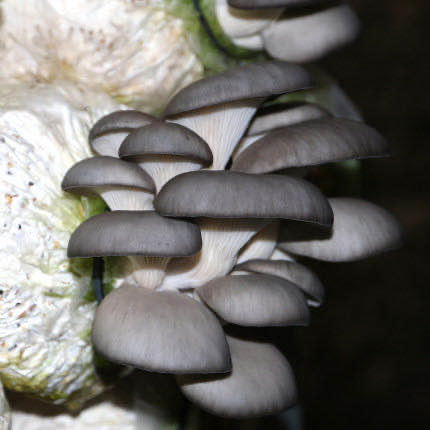 平菇 （约500g) 商品图2