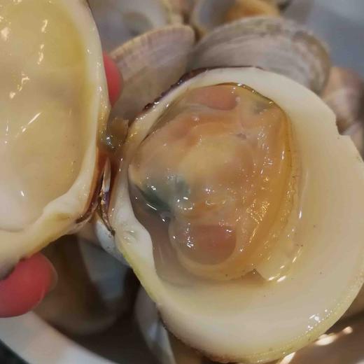 红彩贝3斤装深海贝类对生长海域水质要求高以肉微微带粉红壳多彩而得