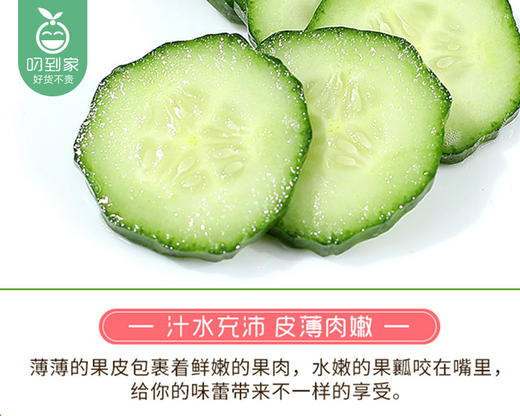 山东水果小黄瓜（500g±30g/盒） 商品图3