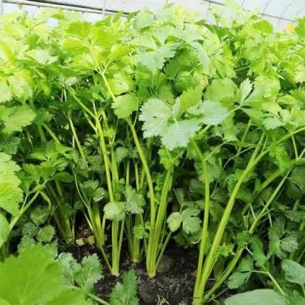 【BSS】香菜 约150克 商品图1