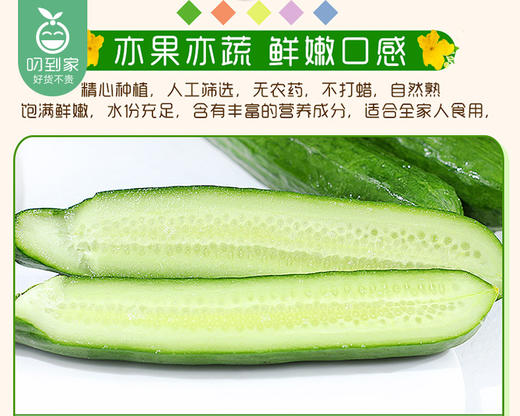 山东水果小黄瓜（500g±30g/盒） 商品图2