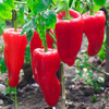 大红椒约500g 商品缩略图3
