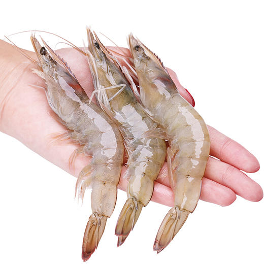 海捕南美大虾15斤50607080团购价499元599元