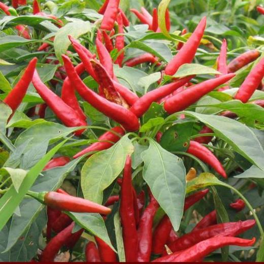 红小米椒 约500克 商品图3