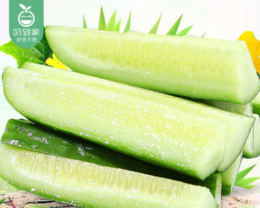 山东水果小黄瓜（500g±30g/盒） 商品图1
