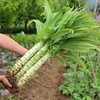 莴笋杆约500g 商品缩略图2