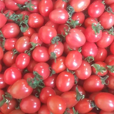 高品质【碧娇圣女果,diao diao形状】现摘!