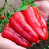 大红椒约500g 商品缩略图2