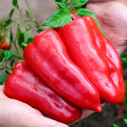 大红椒约500g 商品图2