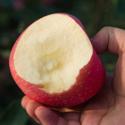 【BSS】红富士新鲜苹果 约500克 商品图3