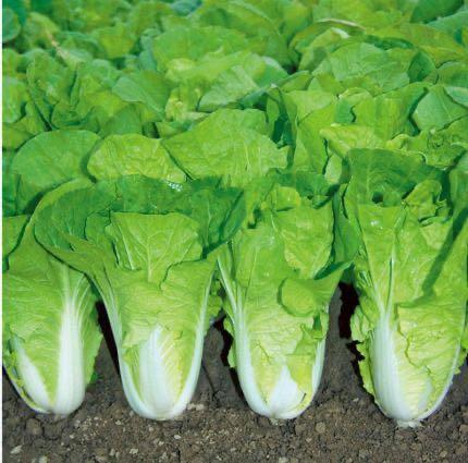 黄白菜 约500克 商品图1