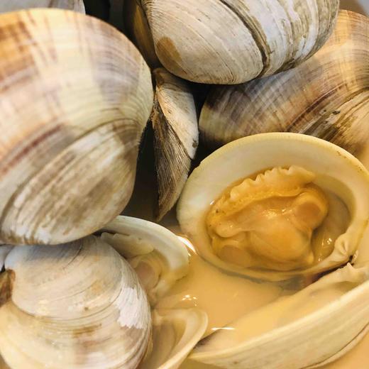 红彩贝3斤装深海贝类对生长海域水质要求高以肉微微带粉红壳多彩而得