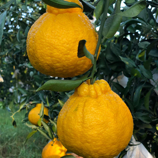 生态时令四川柠檬不知火柠檬的香气不知火的口感细嫩脆爽好吃不上火