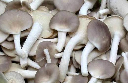 秀珍菇约500g 商品图2