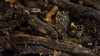 5. 六堡茶的金花与安化黑茶的金花有何区别 商品缩略图0