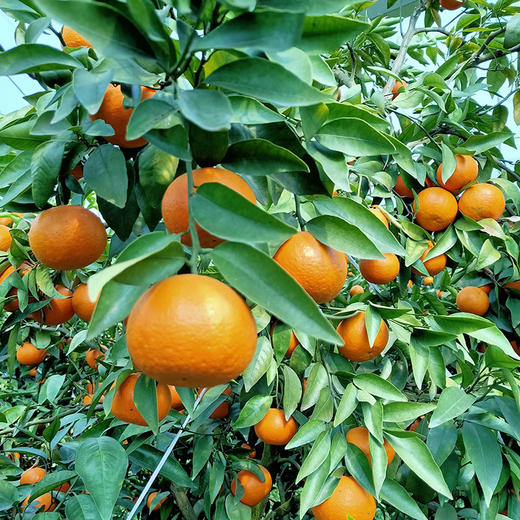 【厂商直发】云南高山有机沃柑5斤装包邮有机水果基地直发 商品图7