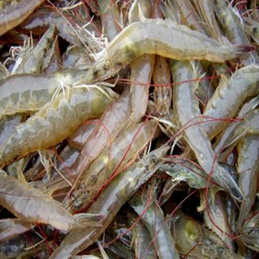 对虾 鲜活 商品图0