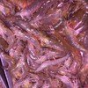 咸水虾 鲜活 商品缩略图0