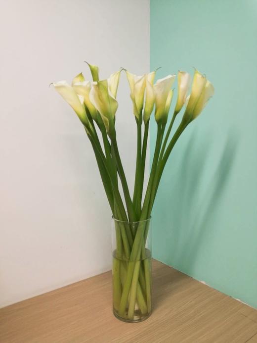 白色马蹄莲10枝一扎 商品图0