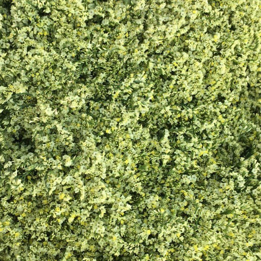 水晶草一公斤 商品图0