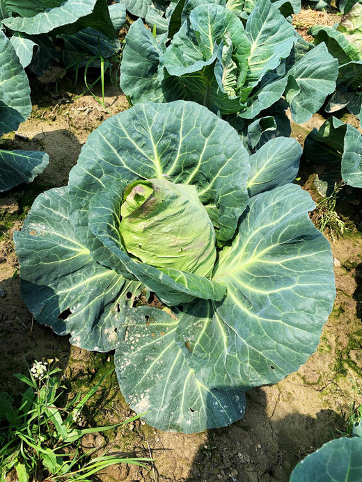 花间村原生态牛心菜（每颗500克-750克） 商品图1