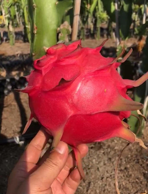 【团购特惠】海南红心火龙果，肉质细腻，香甜多汁！ 商品图12