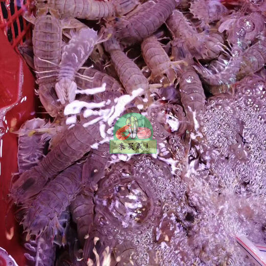 虾姑（濑尿虾/皮皮虾） 鲜活 商品图0
