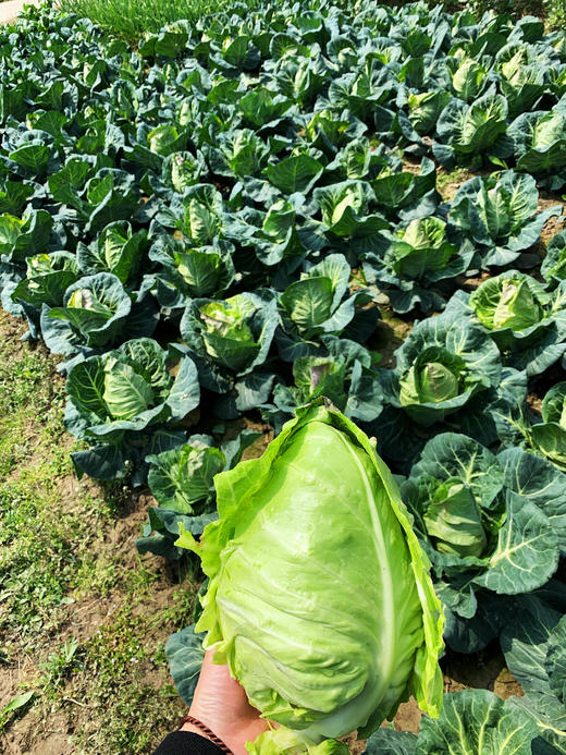 花间村原生态牛心菜（每颗500克-750克） 商品图0