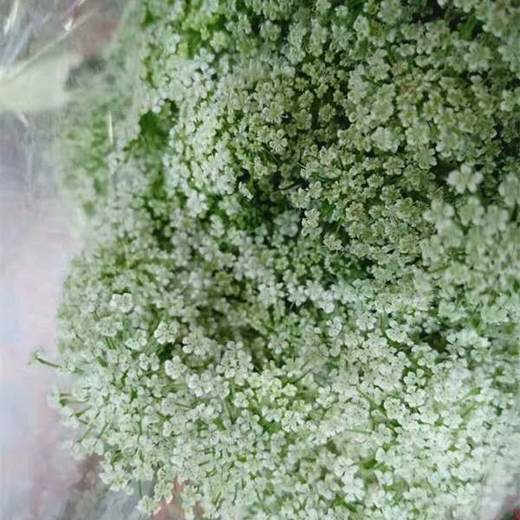 【仙气款】白色蕾丝 约8支/扎 商品图2