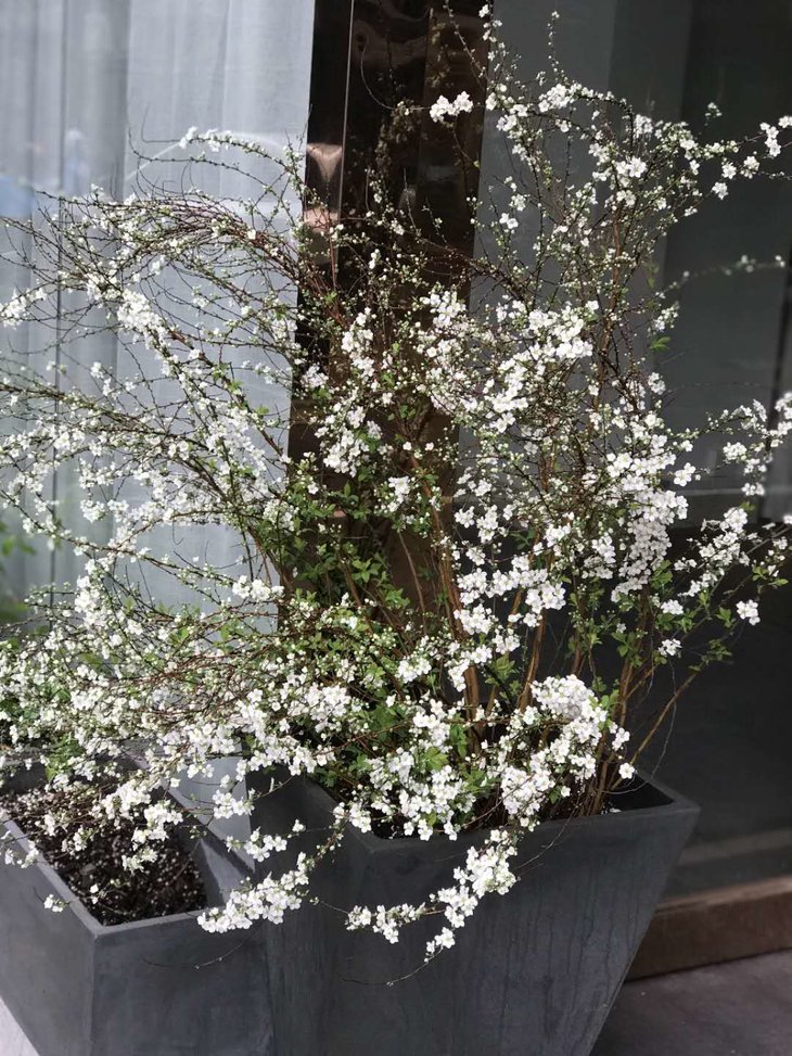 沪花推荐 春暖花开 带芽单瓣雪柳苗 除部分偏远区域及湖北等区域外 包邮