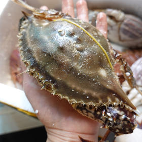 〔象山码头直发包邮17〕码头海鲜野生梭子蟹/鲳鱼/带鱼/深海黄鱼/野生花蛤/海钓鲷鱼/红膏青蟹/芒种虾皮/带膏小管/泥蛏子/斑节虾/翡翠鲍鱼/章鱼/琵琶虾/皮皮虾/小船红虾/墨鱼干