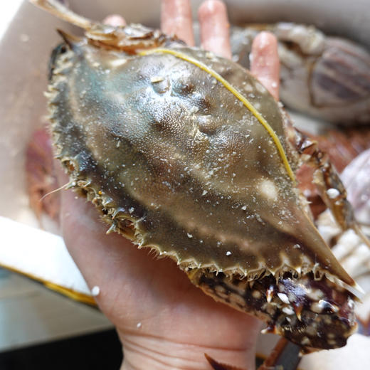 〔象山码头直发包邮17〕码头海鲜野生梭子蟹/鲳鱼/带鱼/深海黄鱼/野生花蛤/海钓鲷鱼/红膏青蟹/芒种虾皮/带膏小管/泥蛏子/斑节虾/翡翠鲍鱼/章鱼/琵琶虾/皮皮虾/小船红虾/墨鱼干 商品图0
