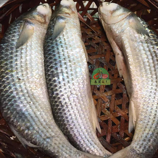 熟乌鱼 鱼饭 商品图0