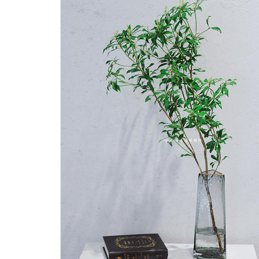 【周四团购】日本马醉木1枝/98元 2人拼团 商品图0