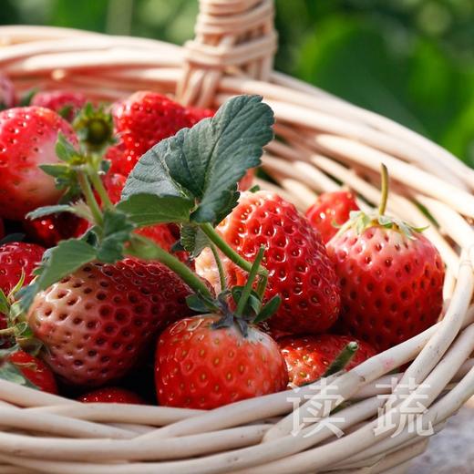 情圆有机草莓礼盒 商品图2