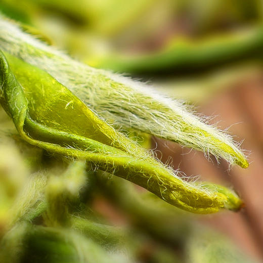 【千岛农品】千岛湖茶毛尖 特级 50g罐装 商品图2