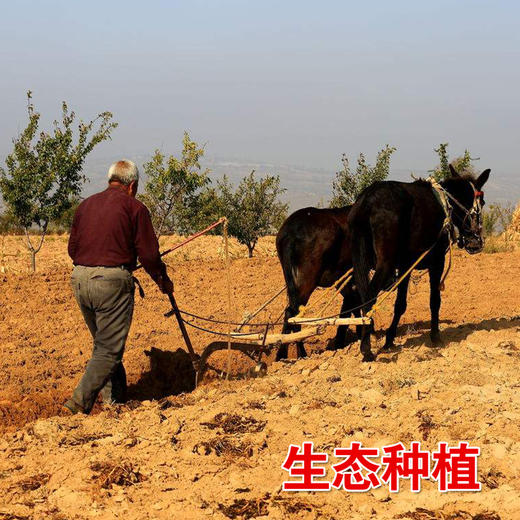 桃花峁米脂山地黑小米500g/袋 自立袋装 商品图2