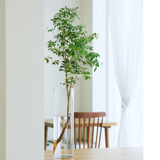 【周四团购】日本马醉木1枝/98元 2人拼团 商品图1