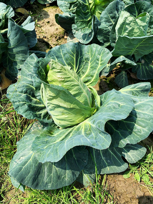 花间村原生态牛心菜（每颗500克-750克） 商品图2