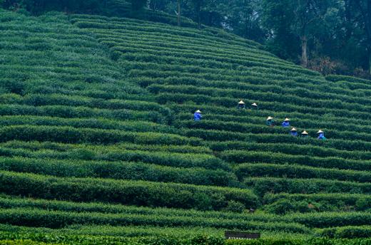 春茶来了｜2026梅家坞明前龙井 商品图1