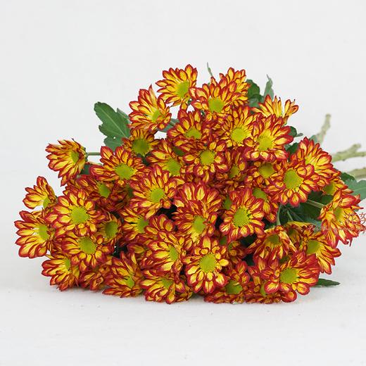 云南鲜花虹华雏菊花束送女朋友送老婆送女生生日礼物粉色粉丹特10枝