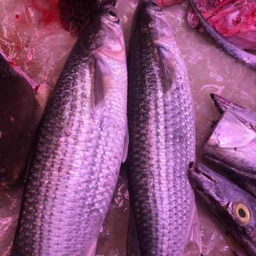 乌鱼 大 商品图0