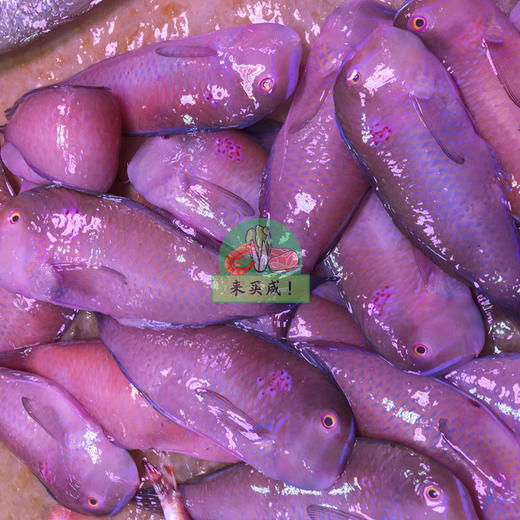 蓝妹鹦哥鱼 商品图0