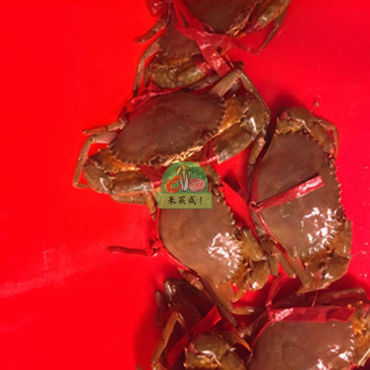 大肉蟹（可微信询价） 商品图0