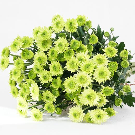 云南鲜花虹华雏菊花束送女朋友送老婆送女生生日礼物粉色粉丹特10枝